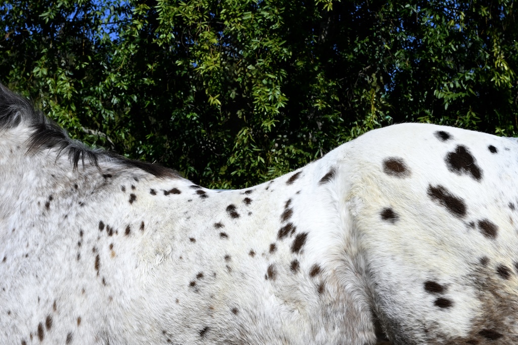 Appaloosa male horse