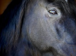 Giovanni the horse up-close