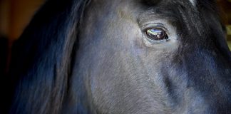 Giovanni the horse up-close
