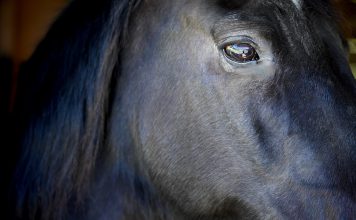 Giovanni the horse up-close