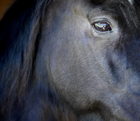 Giovanni the horse up-close