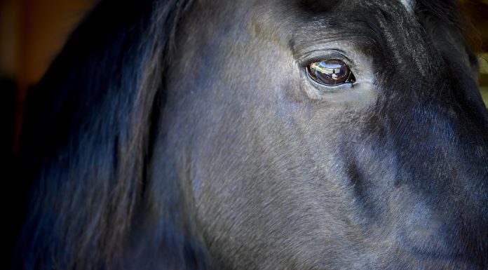 Giovanni the horse up-close