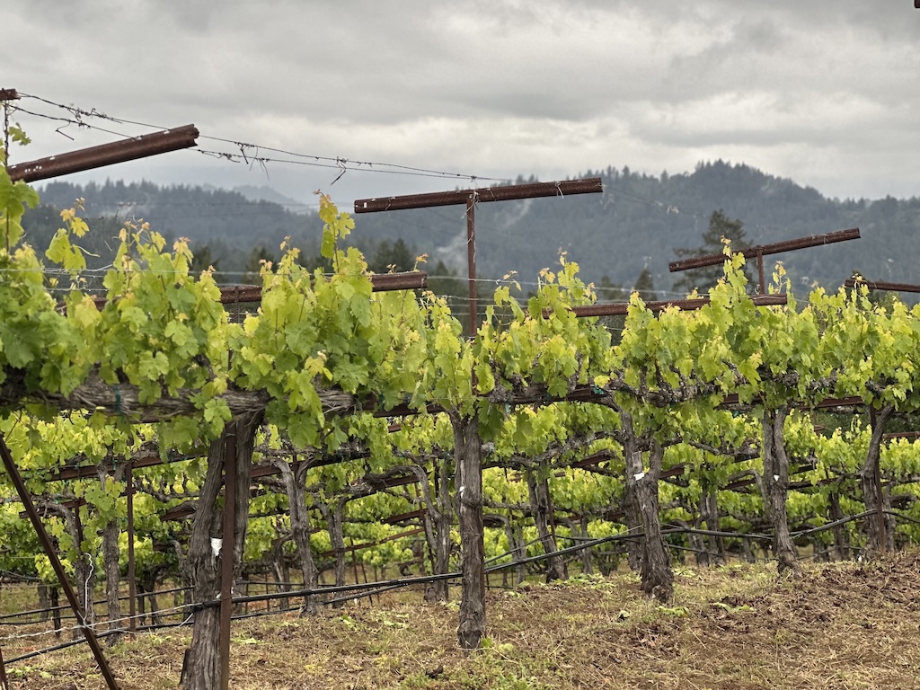 pinot noir vines