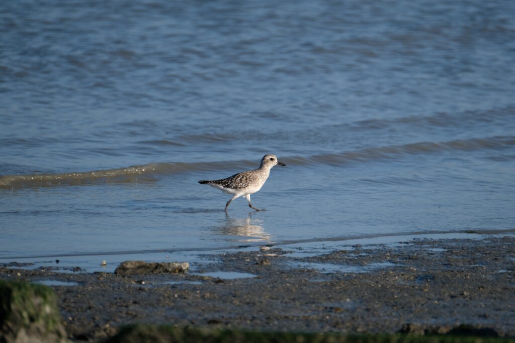 black-bellied Plover