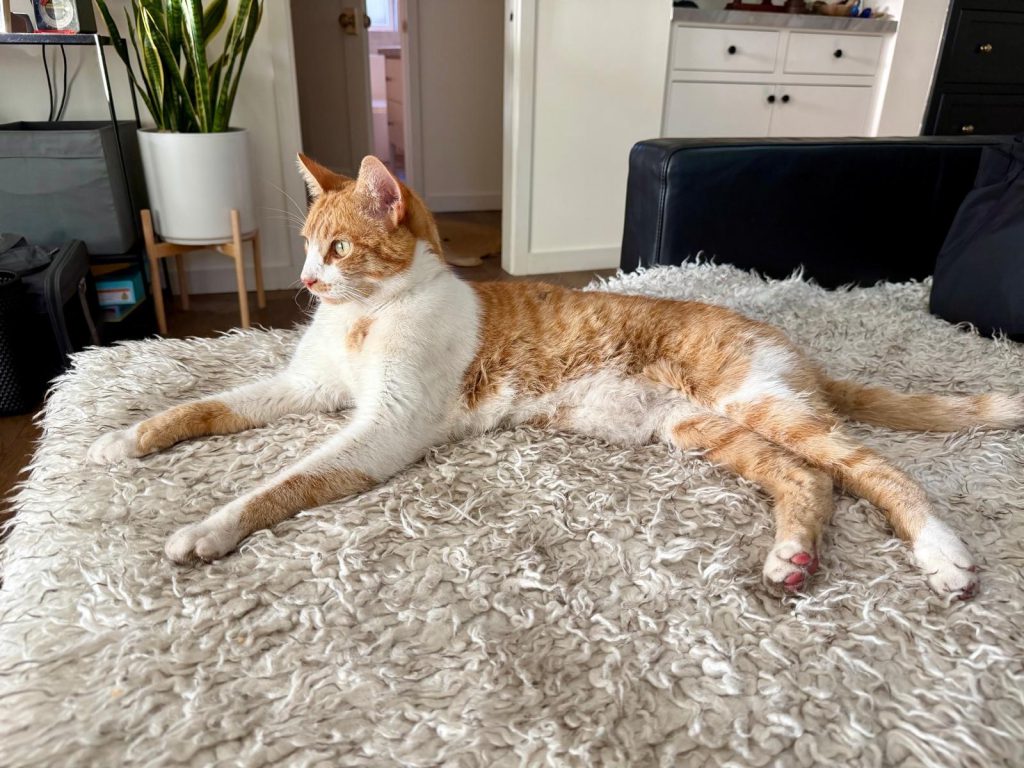 Rocket the cat, safe at home