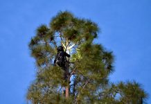 Kevin Gutierrez, of Tlalli Arborist, tried for hours to rescue Rocket the cat on Monday.