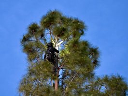Kevin Gutierrez, of Tlalli Arborist, tried for hours to rescue Rocket the cat on Monday.