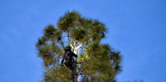 Kevin Gutierrez, of Tlalli Arborist, tried for hours to rescue Rocket the cat on Monday.