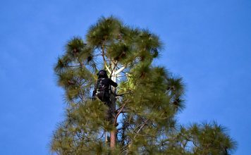 Kevin Gutierrez, of Tlalli Arborist, tried for hours to rescue Rocket the cat on Monday.