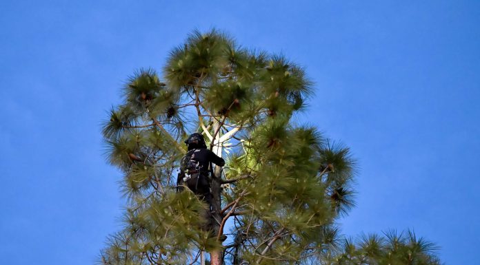 Kevin Gutierrez, of Tlalli Arborist, tried for hours to rescue Rocket the cat on Monday.