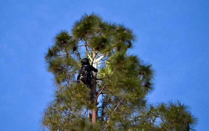 Kevin Gutierrez, of Tlalli Arborist, tried for hours to rescue Rocket the cat on Monday.