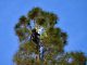 Kevin Gutierrez, of Tlalli Arborist, tried for hours to rescue Rocket the cat on Monday.