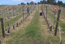 Muns vineyard