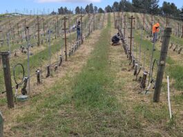 Muns vineyard