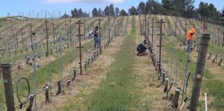 Muns vineyard