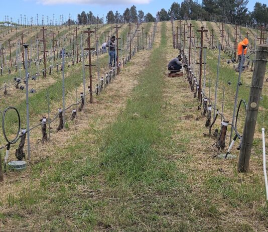 Muns vineyard