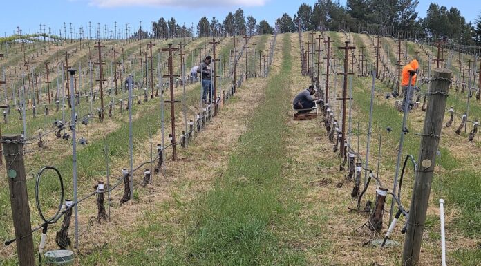 Muns vineyard