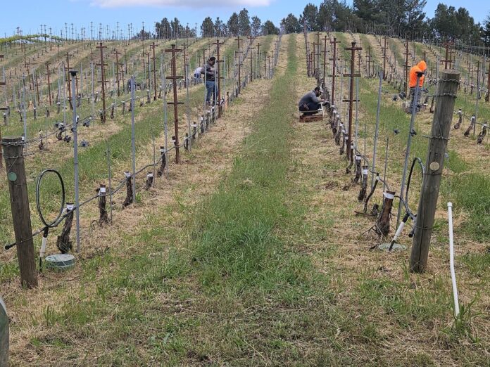 Muns vineyard