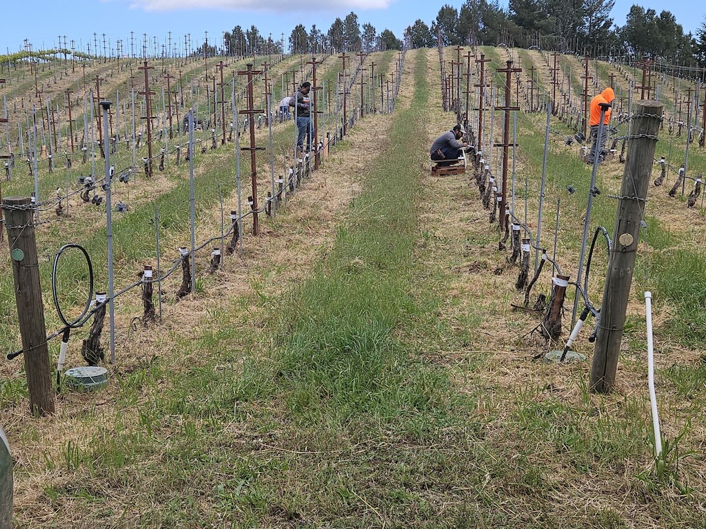 Grafting to grapple with a grape glut