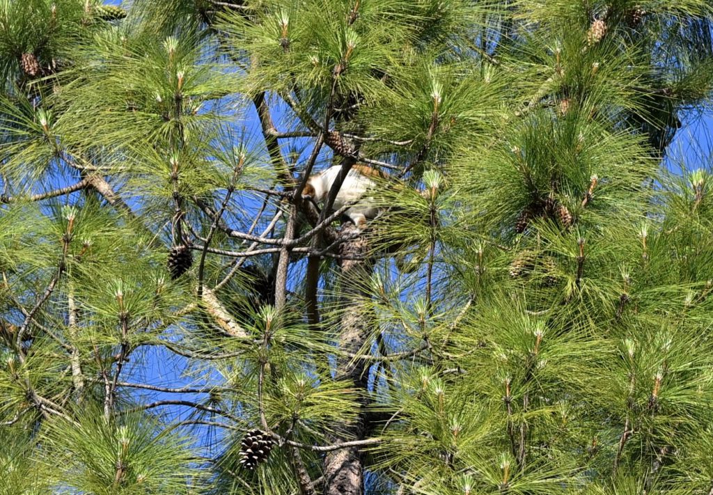 Rocket in the Branches