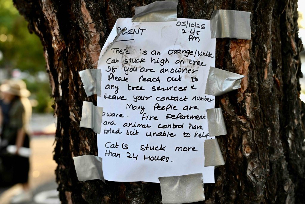 sign about stuck cat