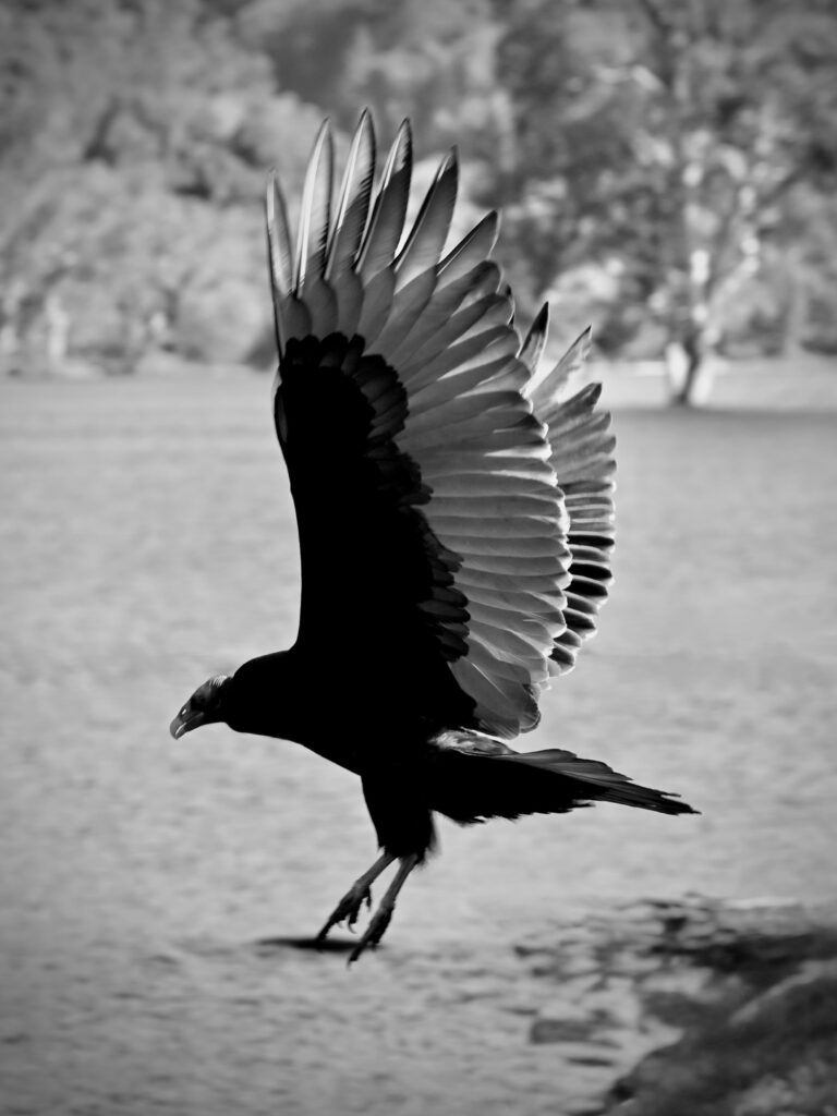 turkey vulture