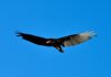 My first encounter with turkey vultures turkey vulture