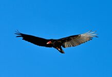 My first encounter with turkey vultures turkey vulture