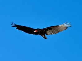 My first encounter with turkey vultures turkey vulture