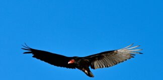 turkey vulture