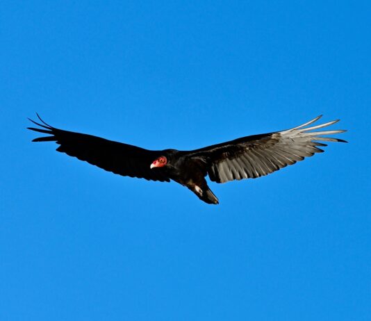 My first encounter with turkey vultures turkey vulture