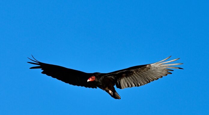 turkey vulture