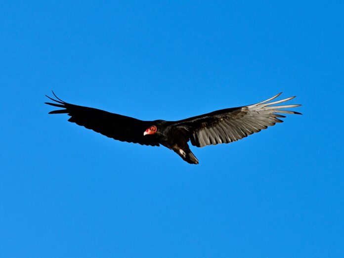 Vulture soaring1 turkey vulture