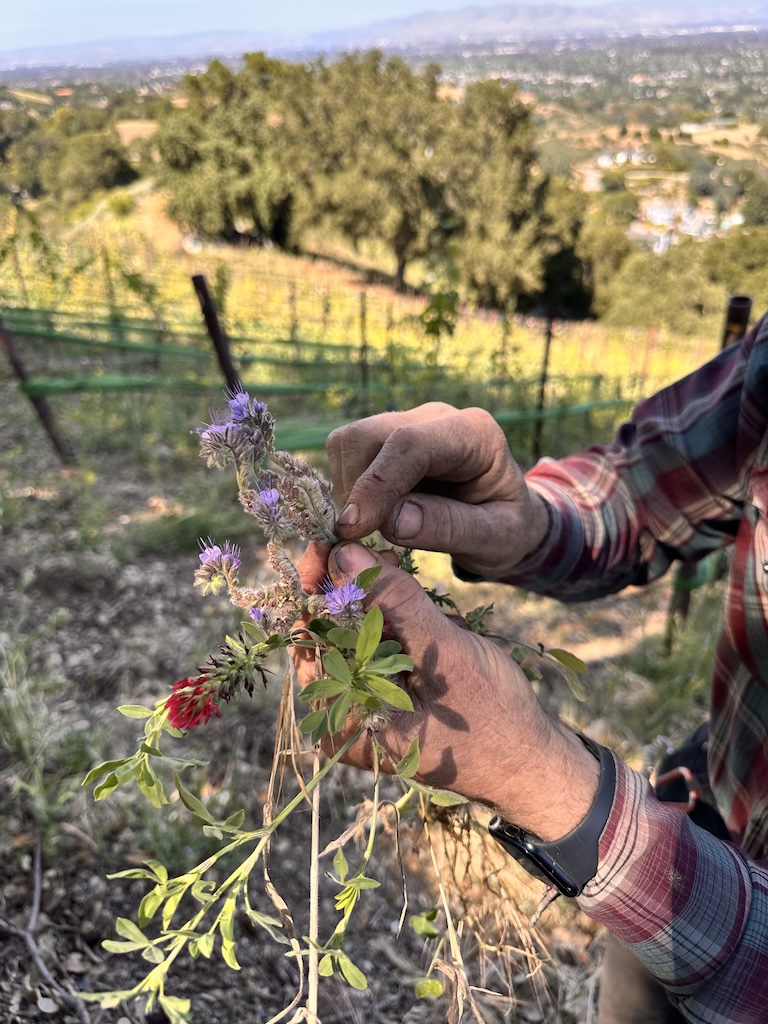 cover crop