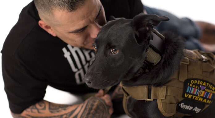 Valle Monte League expands mental health network Operation Freedom Paws