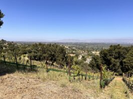 Soil health and vineyard maintenance