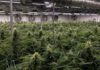 Best Cannabis Nutrients 2026