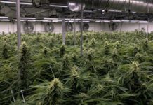 Best Cannabis Nutrients 2026: I Grew 47 Plants in a Bangkok Rooftop Garden and Tested 10 Nutrient Lines So You Don’t Have To Best Cannabis Nutrients 2026
