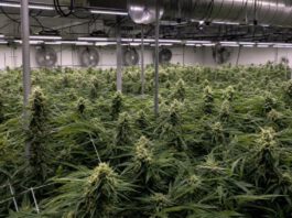 Best Cannabis Nutrients 2026