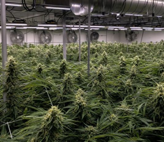 Best Cannabis Nutrients 2026
