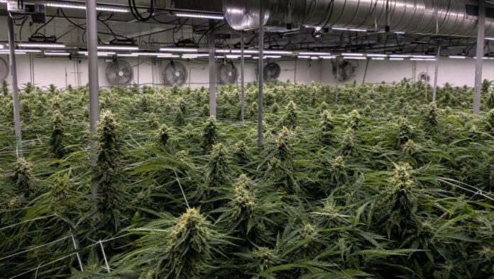 Best Cannabis Nutrients 2026