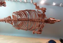 7 curiosities of the Santa Cruz Mountains sea cow skeleton