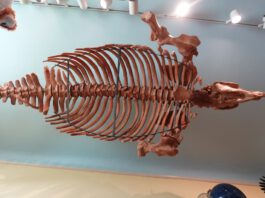 7 curiosities of the Santa Cruz Mountains sea cow skeleton
