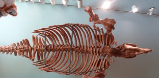 sea cow skeleton
