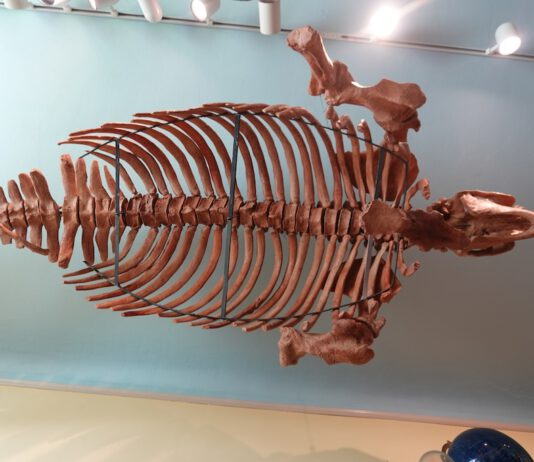 7 curiosities of the Santa Cruz Mountains sea cow skeleton