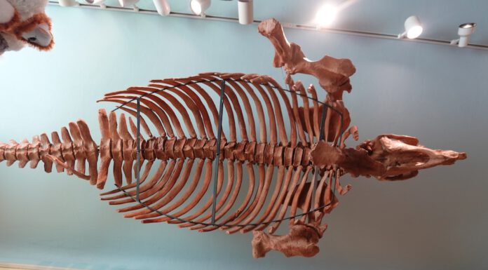 7 curiosities of the Santa Cruz Mountains sea cow skeleton