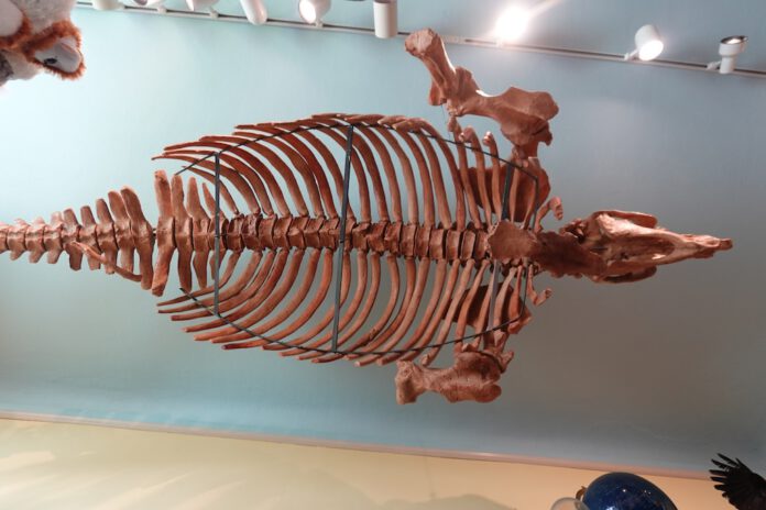 displayinmuseum sea cow skeleton