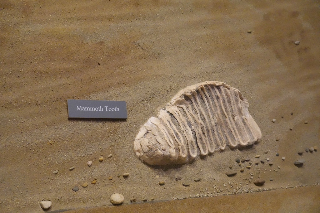 mammoth tooth