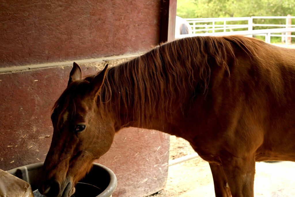 horse