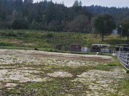 bear creek stables arena overgrown